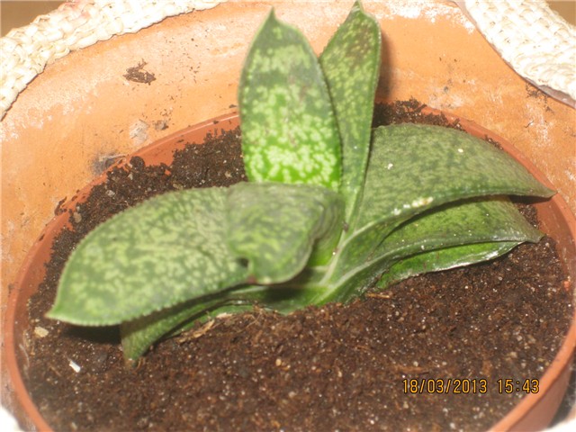 cvijet